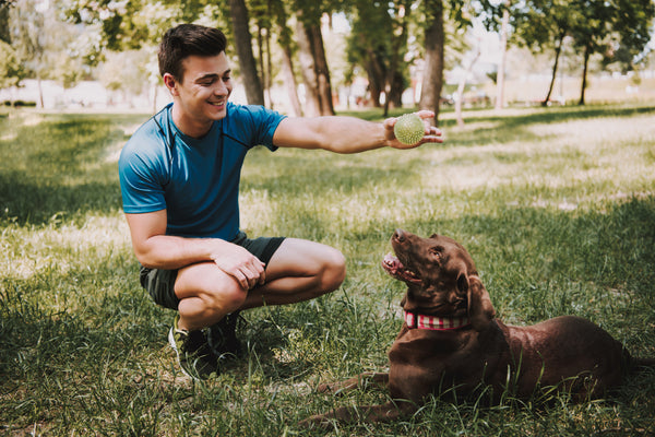 How to Train Your Dog Like a Pro: Tips for a Well-Behaved Pup