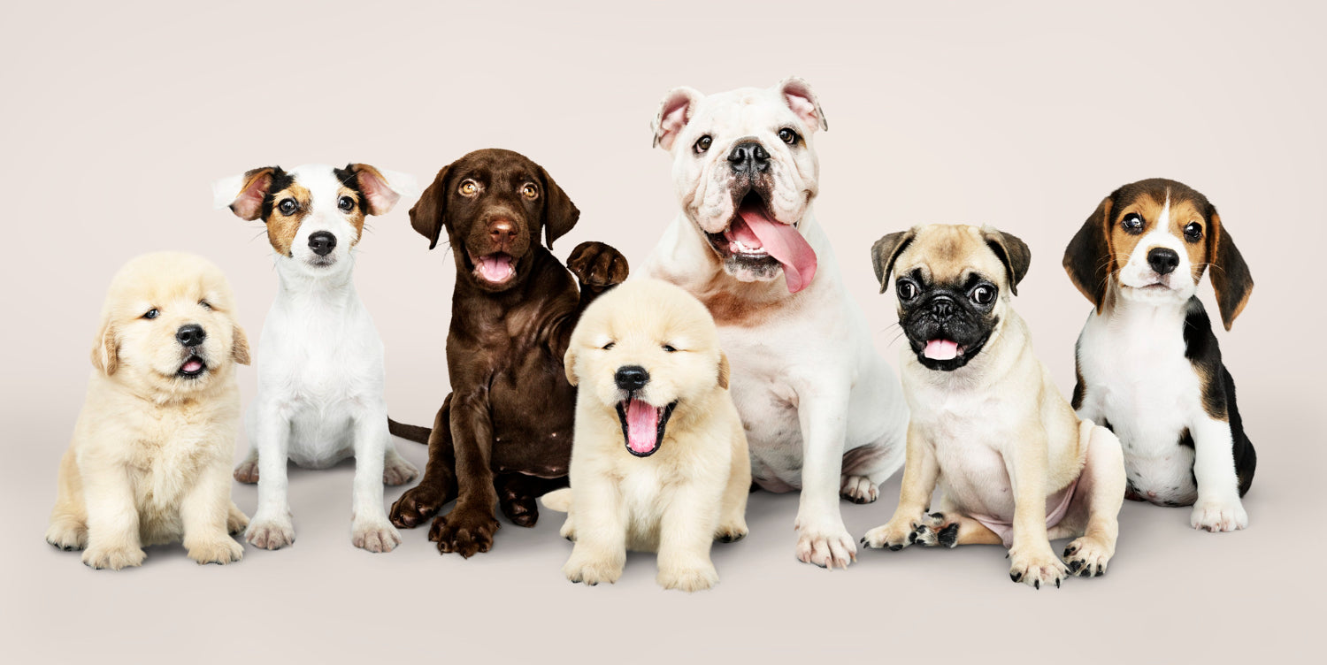 Choosing the Right Dog Breed: Matching Your Lifestyle with the Perfect Pup