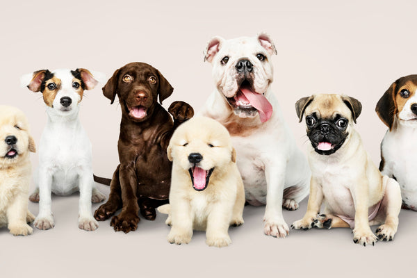 Choosing the Right Dog Breed: Matching Your Lifestyle with the Perfect Pup